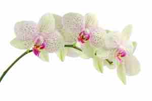 orchid1